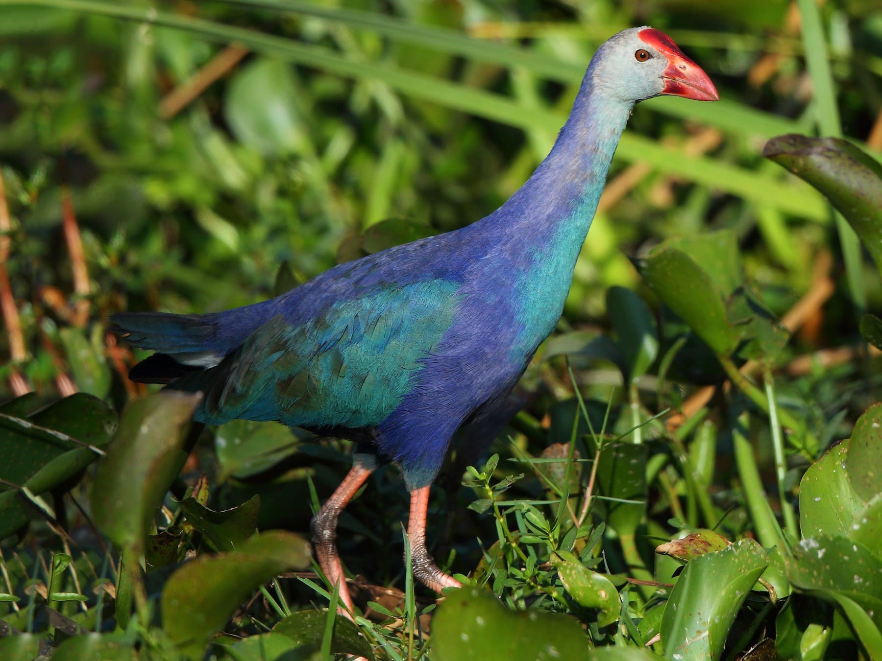 Grey-headed Swamphen (Purple Swamphen)